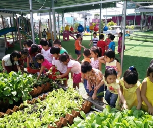 Các bé Lớp Lá thu hoạch rau ở vườn ươm